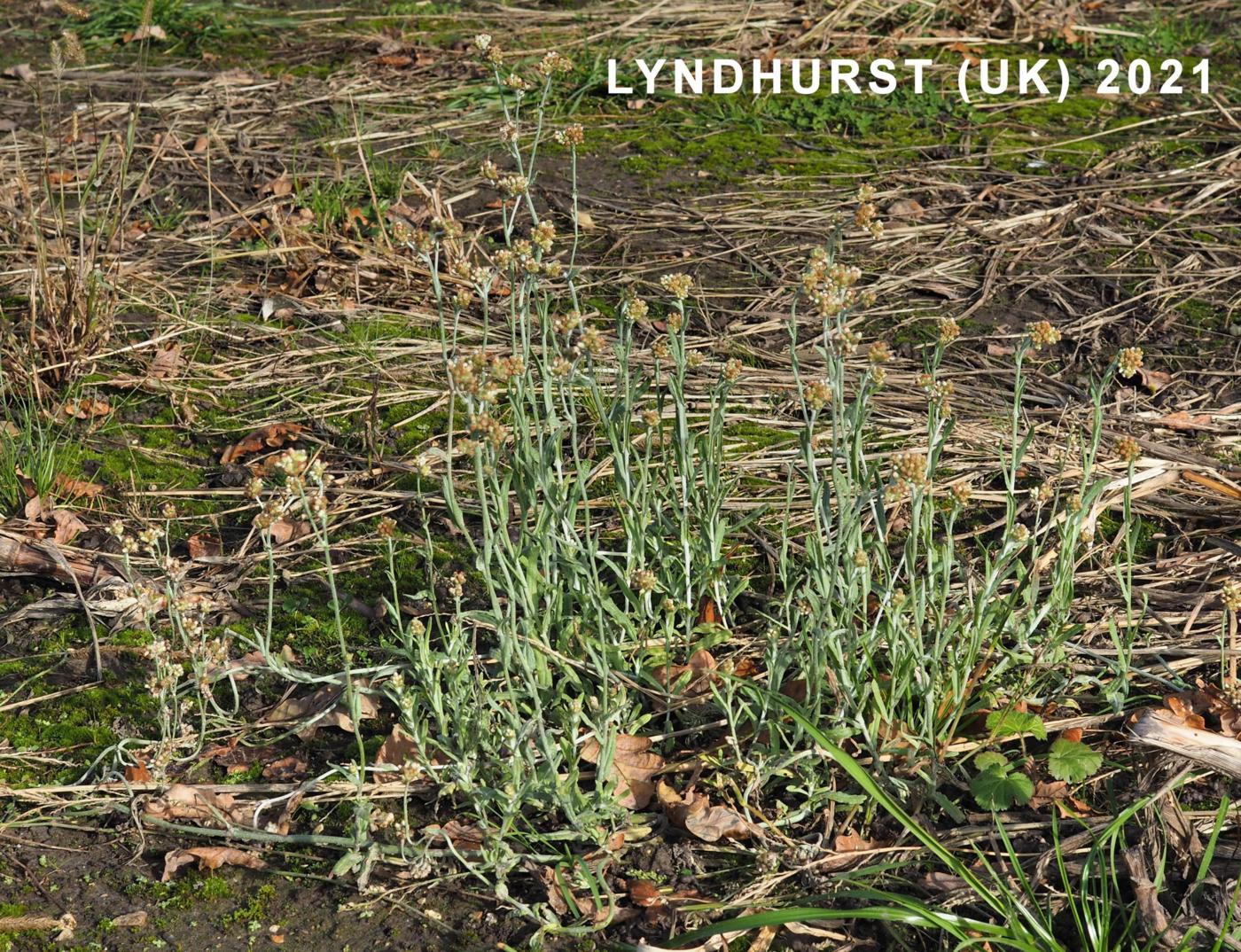 Cudweed, Jersey plant